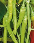 Peper mild Lombardo in pot 1 plant 500-1000 Scoville