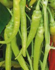 Peper mild Lombardo in pot 1 plant 500-1000 Scoville