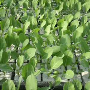 Kleine bloemkoolplantjes voor moestuinliefhebbers