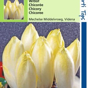 Witlof Mechelse Middelvroeg -Videna 2.5 gram