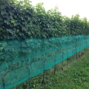 Wijnbouw gewasbescherming