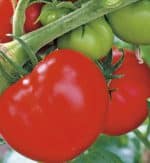 Vlees tomaat type Pyros F1 plantjes 1 plant