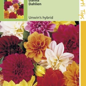 Dahlia Unwin'S Hybride Gemengd op Moestuinweetjes.com