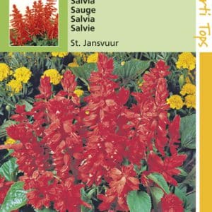 Sint-Jansvuur Salvia te koop op Moestuinweetjes.com
