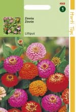 Zinnia Liliput / Pompon te koop op Moestuinweetjes.com