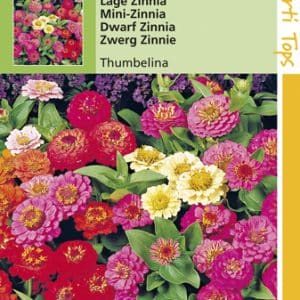 Zinnia Thumbelina Gemengd te koop op Moestuinweetjes.com