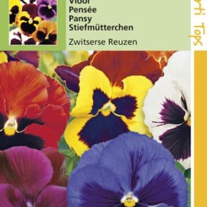 Viola Zwitserse Reuzen te koop op Moestuinweetjes.com