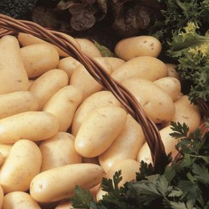 Bio Aardappelen