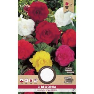 Begonia bloembollen kopen