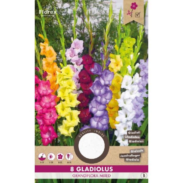 gladiool bloem bollen