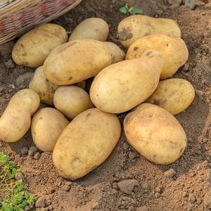Friet aardappelen