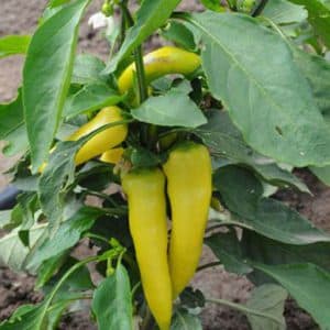 Peper mild pikant Hungarian Yellow Wax in pot 1 plant 5000-10000 Scoville