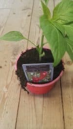 Puntpaprika rood Atris in pot 1 plant