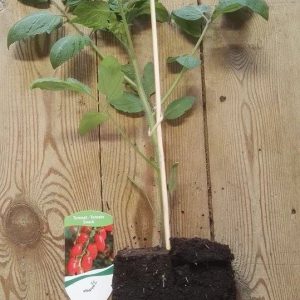 Snack tomaat Sweet Cherry rood in pot 1 plant