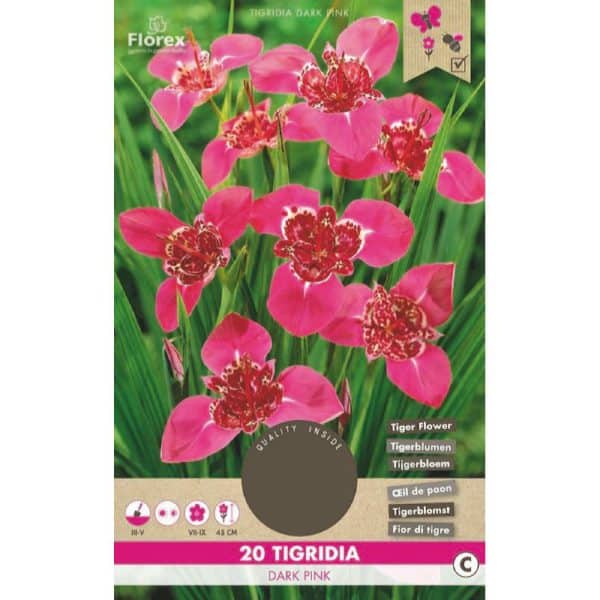 Trigridia bloembol kopen