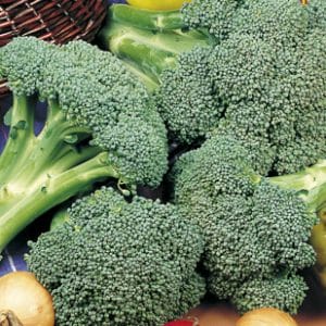 Broccoli zaad
