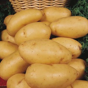 Middenvroege aardappelen