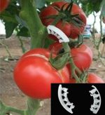 trosboog clips voor tomaten